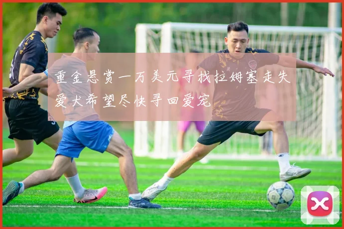 重金悬赏一万美元寻找拉姆塞走失爱犬希望尽快寻回爱宠